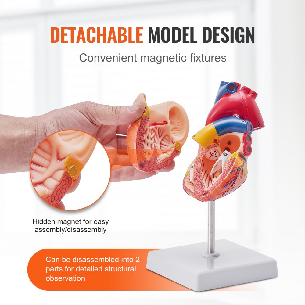 Human Heart Model, 2-Part 1:1 Life Size, Anatomically Accurate Numbered Anatomical Heart Model with Anatomically Correct Structures, Magnetic Design, Held Together on Display Base for Learning