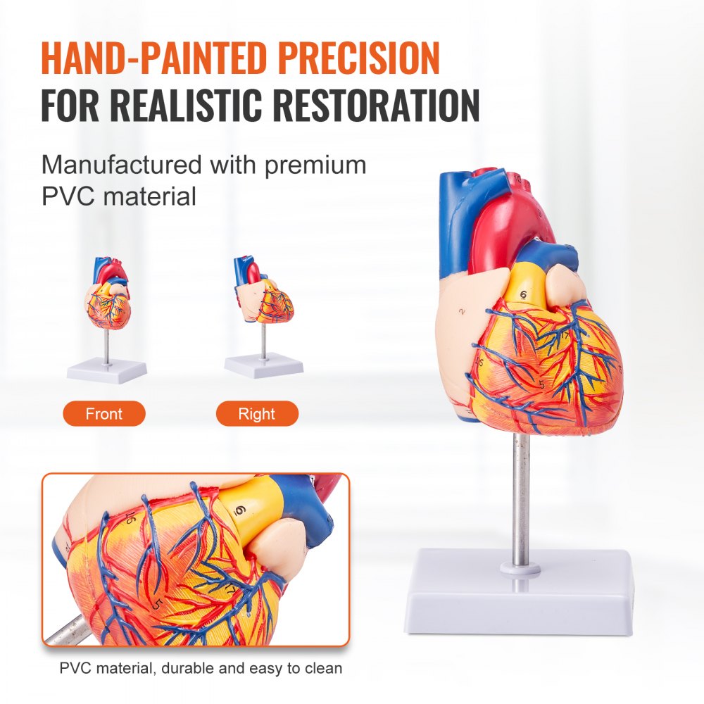 Human Heart Model, 2-Part 1:1 Life Size, Anatomically Accurate Numbered Anatomical Heart Model with Anatomically Correct Structures, Magnetic Design, Held Together on Display Base for Learning