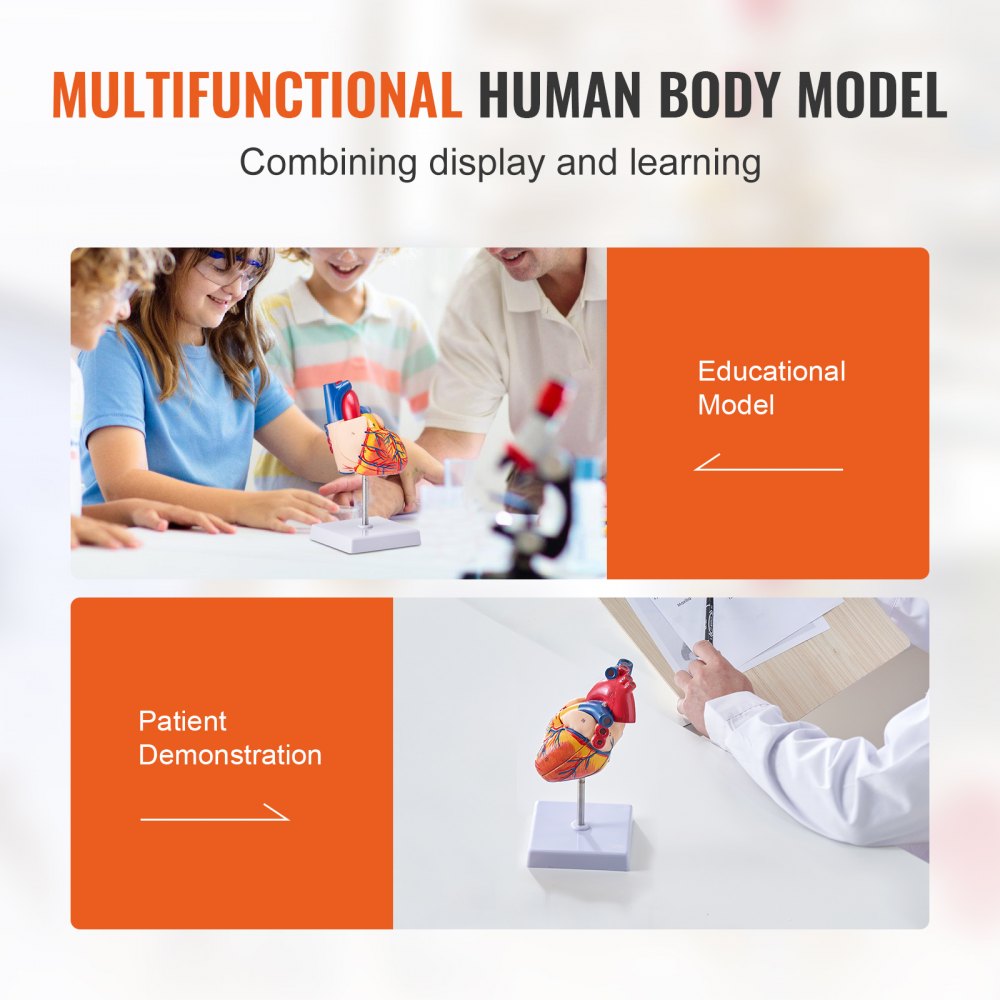Human Heart Model, 2-Part 1:1 Life Size, Anatomically Accurate Numbered Anatomical Heart Model with Anatomically Correct Structures, Magnetic Design, Held Together on Display Base for Learning