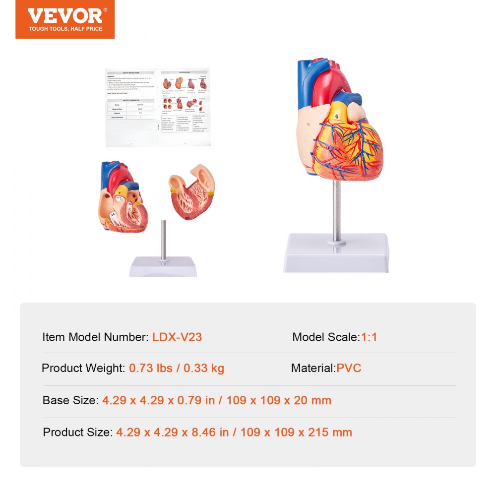 Human Heart Model, 2-Part 1:1 Life Size, Anatomically Accurate Numbered Anatomical Heart Model with Anatomically Correct Structures, Magnetic Design, Held Together on Display Base for Learning