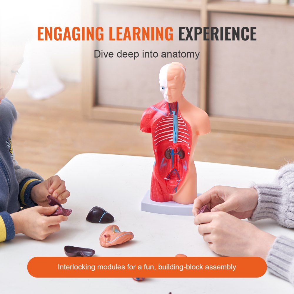 Human Body Model, 15 Parts 11 inch, Human Torso Anatomy Model Anatomical Skeleton Model with Removable Organs, Educational Teaching Tool for Students Science Learning School Education Display