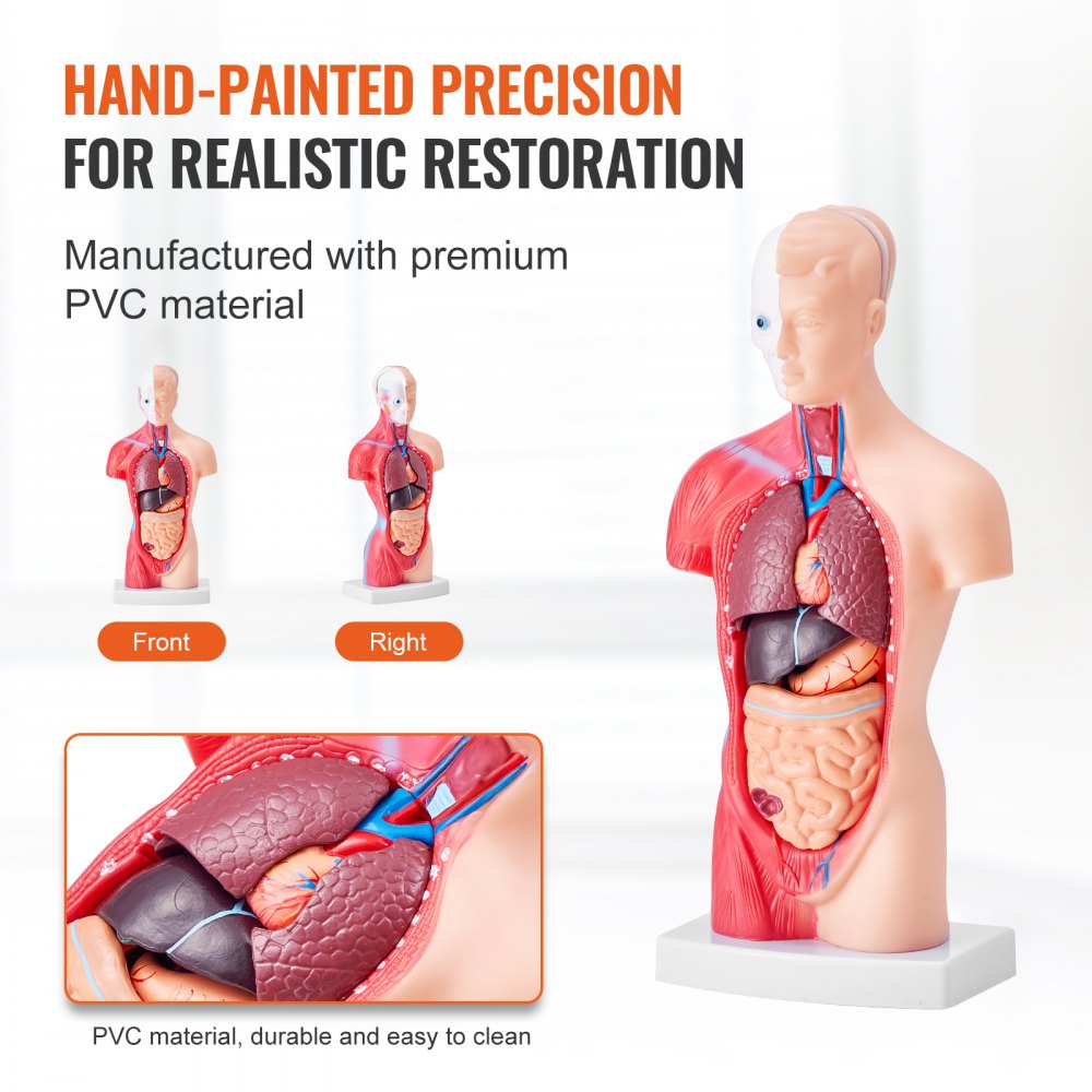 Human Body Model, 15 Parts 11 inch, Human Torso Anatomy Model Anatomical Skeleton Model with Removable Organs, Educational Teaching Tool for Students Science Learning School Education Display