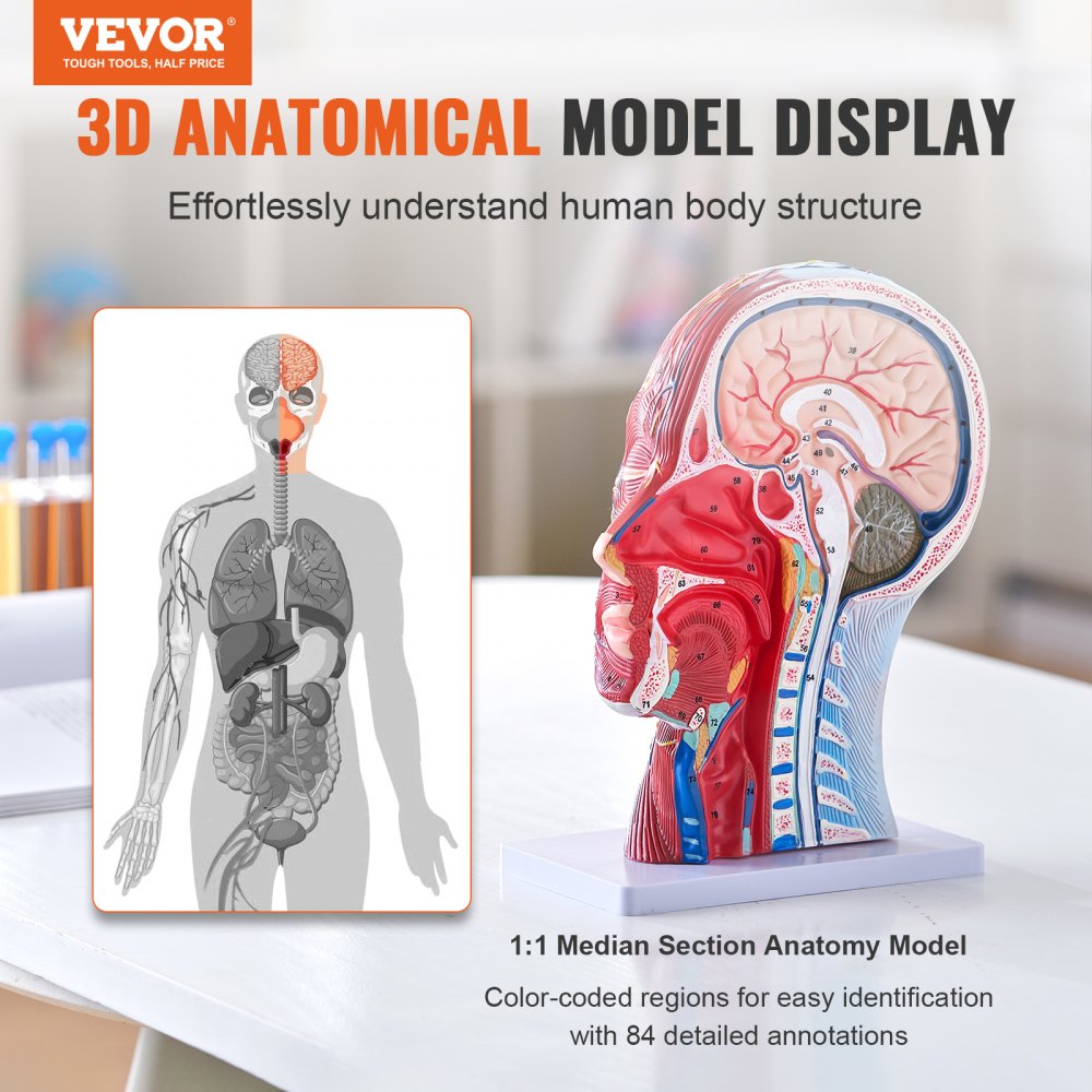 Human Half Head Superficial Neurovascular Model with Musculature, 1:1 Life Size Anatomical Head Neck Model Skull and Brain for Professional Teaching Learning, Kids Learning Education Display