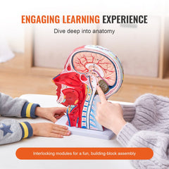Human Half Head Superficial Neurovascular Model with Musculature, 1:1 Life Size Anatomical Head Neck Model Skull and Brain for Professional Teaching Learning, Kids Learning Education Display