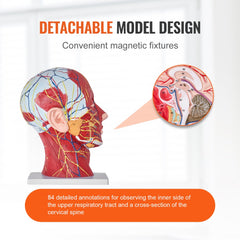 Human Half Head Superficial Neurovascular Model with Musculature, 1:1 Life Size Anatomical Head Neck Model Skull and Brain for Professional Teaching Learning, Kids Learning Education Display