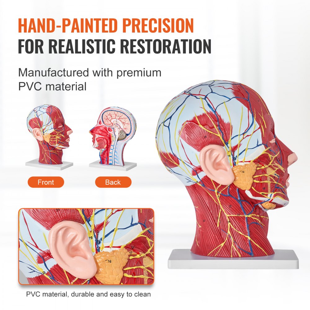 Human Half Head Superficial Neurovascular Model with Musculature, 1:1 Life Size Anatomical Head Neck Model Skull and Brain for Professional Teaching Learning, Kids Learning Education Display