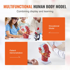 Human Half Head Superficial Neurovascular Model with Musculature, 1:1 Life Size Anatomical Head Neck Model Skull and Brain for Professional Teaching Learning, Kids Learning Education Display
