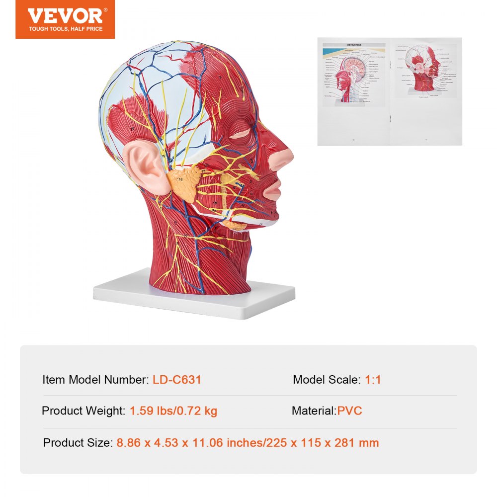 Human Half Head Superficial Neurovascular Model with Musculature, 1:1 Life Size Anatomical Head Neck Model Skull and Brain for Professional Teaching Learning, Kids Learning Education Display