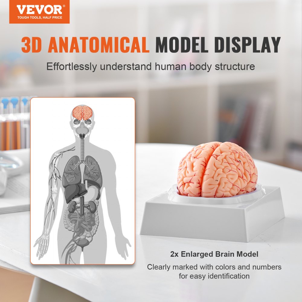 Human Brain Model Anatomy, 1:1 Life-Size 9-Part Human Brain Anatomical Model with Labels & Display Base, Detachable Brain Model for Science Research Teaching Learning Classroom Study Display