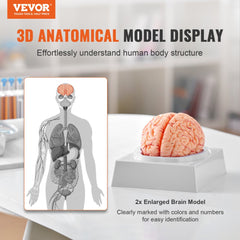 Human Brain Model Anatomy, 1:1 Life-Size 9-Part Human Brain Anatomical Model with Labels & Display Base, Detachable Brain Model for Science Research Teaching Learning Classroom Study Display