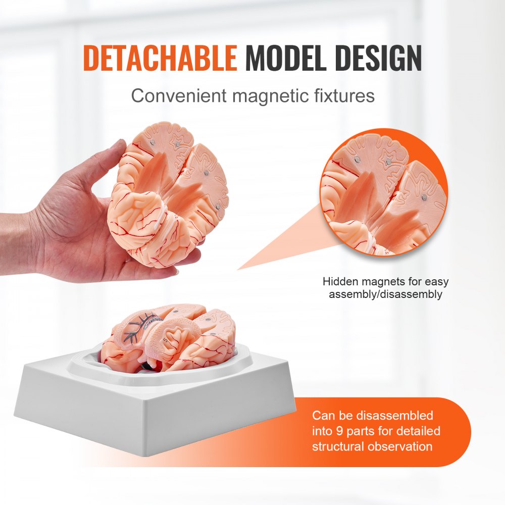 Human Brain Model Anatomy, 1:1 Life-Size 9-Part Human Brain Anatomical Model with Labels & Display Base, Detachable Brain Model for Science Research Teaching Learning Classroom Study Display