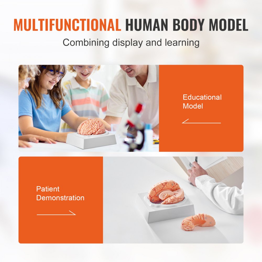 Human Brain Model Anatomy, 1:1 Life-Size 9-Part Human Brain Anatomical Model with Labels & Display Base, Detachable Brain Model for Science Research Teaching Learning Classroom Study Display
