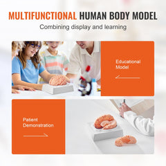 Human Brain Model Anatomy, 1:1 Life-Size 9-Part Human Brain Anatomical Model with Labels & Display Base, Detachable Brain Model for Science Research Teaching Learning Classroom Study Display
