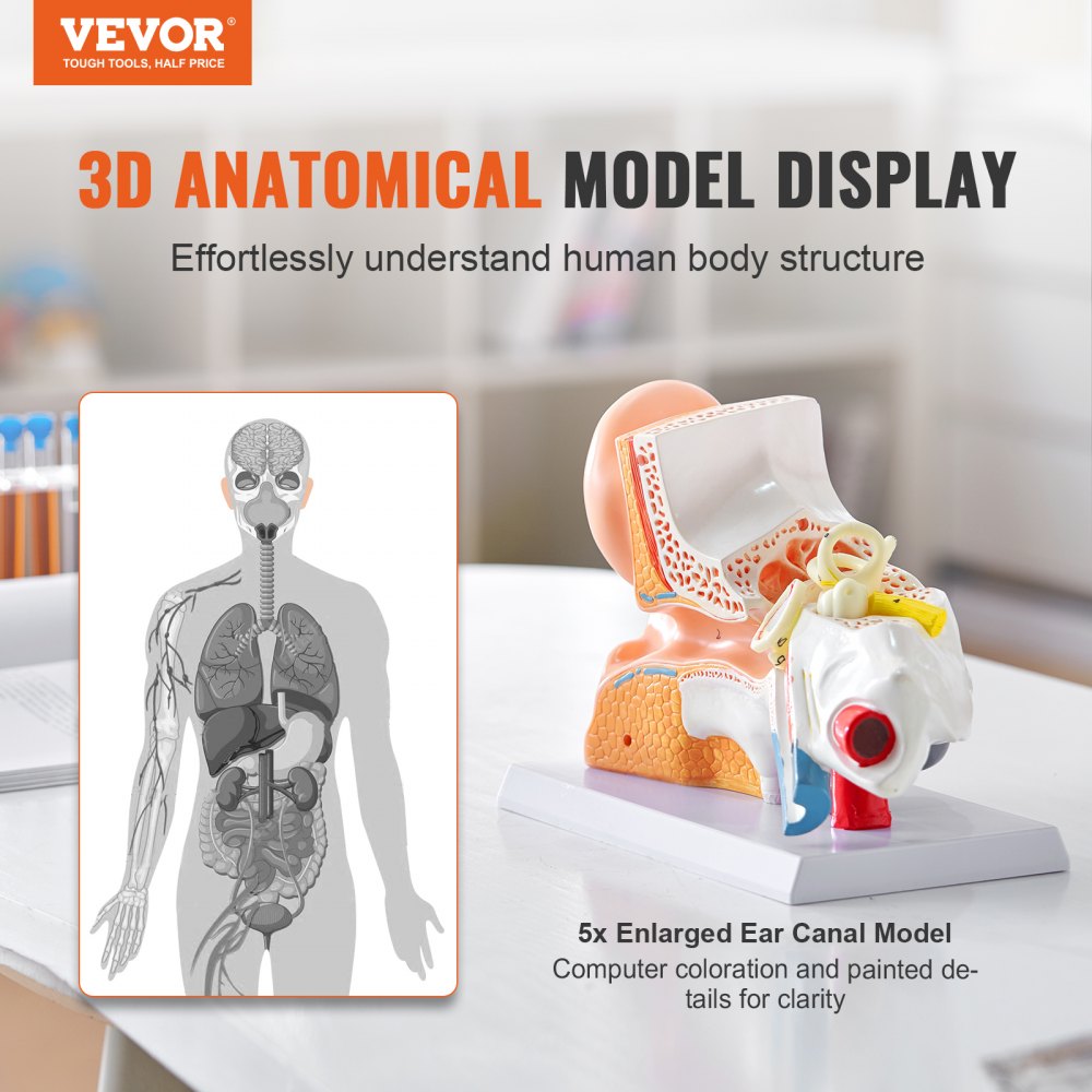 Human Ear Anatomy Model, 3 Parts 5 Times Enlarged Human Ear Model Displaying Outer, Middle, Inner Ear with Base, Professional PVC Anatomical Ear Model for Education Physiology Study Teaching