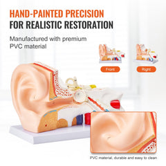 Human Ear Anatomy Model, 3 Parts 5 Times Enlarged Human Ear Model Displaying Outer, Middle, Inner Ear with Base, Professional PVC Anatomical Ear Model for Education Physiology Study Teaching