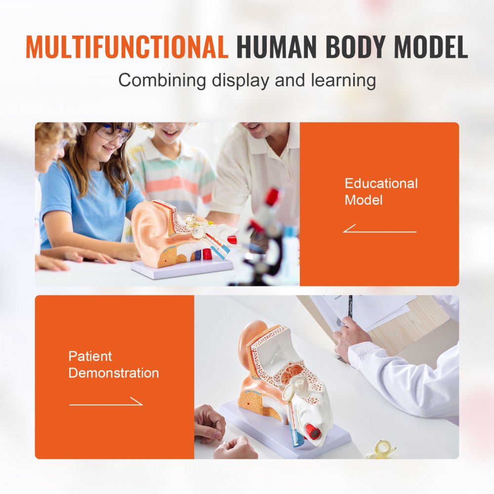 Human Ear Anatomy Model, 3 Parts 5 Times Enlarged Human Ear Model Displaying Outer, Middle, Inner Ear with Base, Professional PVC Anatomical Ear Model for Education Physiology Study Teaching