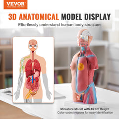 Human Body Model, 23 Parts 18 inch, Human Torso Anatomy Model Unisex Anatomical Skeleton Model with Removable Organs, Educational Teaching Tool for Students Science Learning Education Display