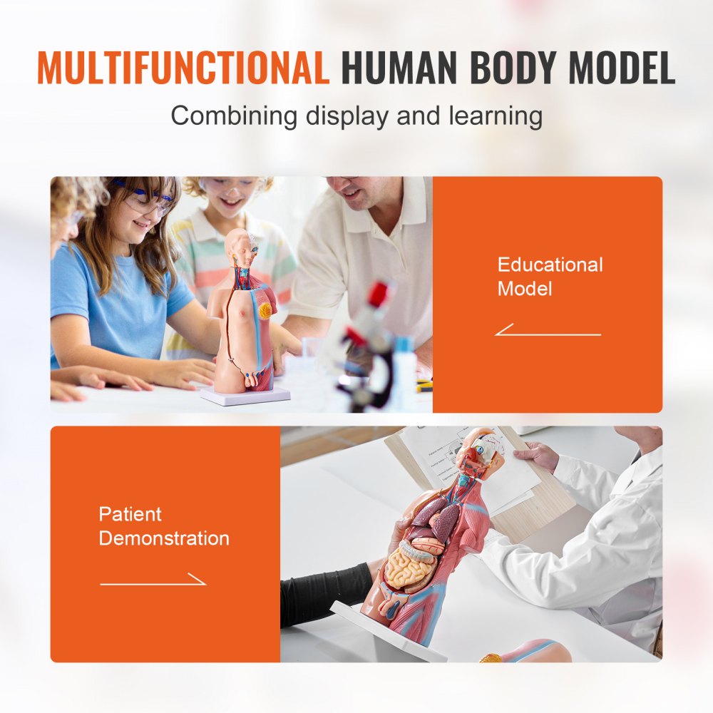 Human Body Model, 23 Parts 18 inch, Human Torso Anatomy Model Unisex Anatomical Skeleton Model with Removable Organs, Educational Teaching Tool for Students Science Learning Education Display
