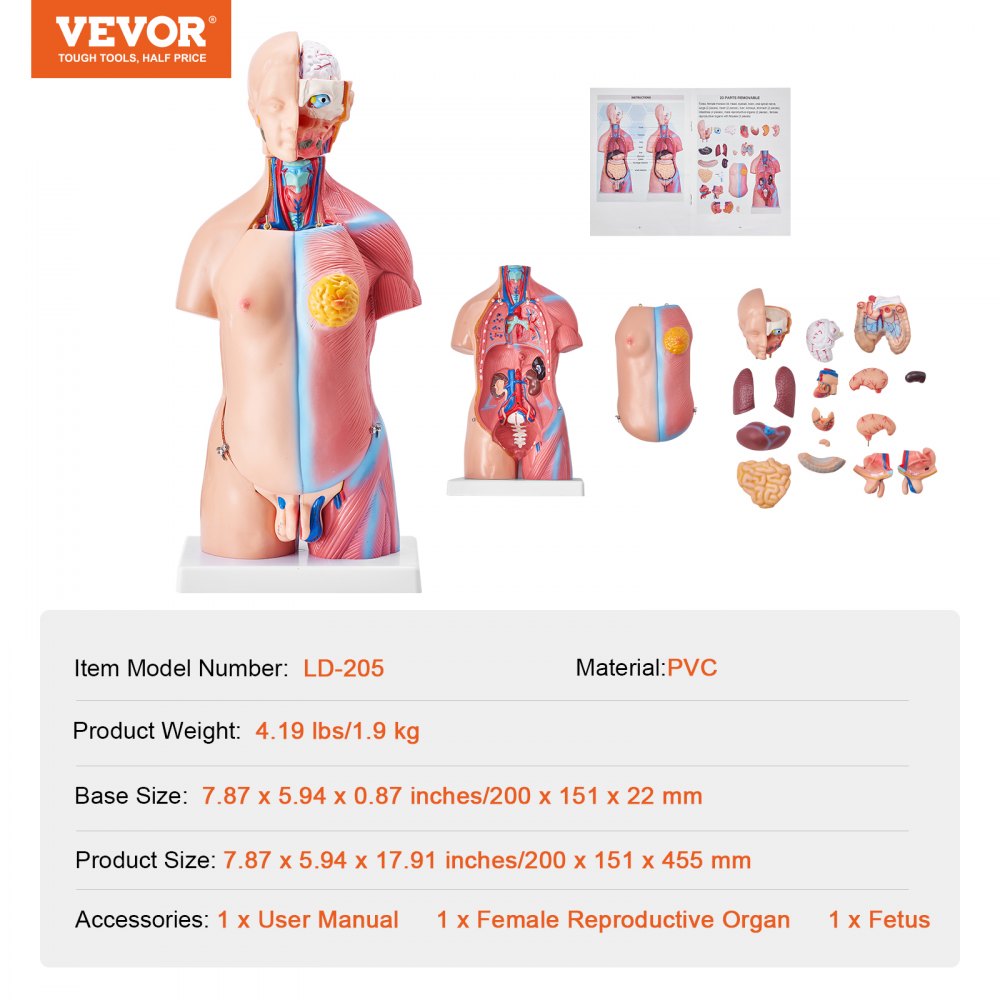 Human Body Model, 23 Parts 18 inch, Human Torso Anatomy Model Unisex Anatomical Skeleton Model with Removable Organs, Educational Teaching Tool for Students Science Learning Education Display