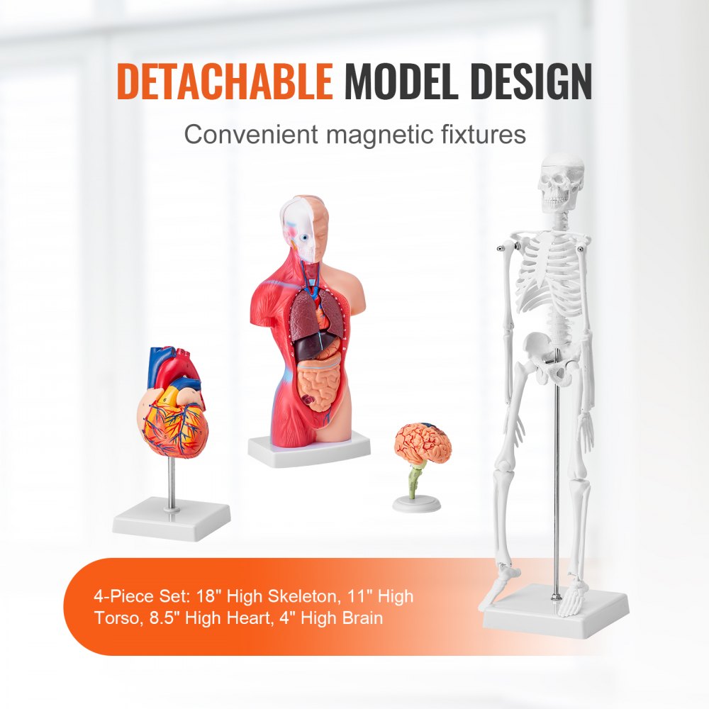 Human Anatomy Models Bundle Set, Brain, Human Torso Body, Heart, Skeleton Model Set of 4, Hands-on 3D Model Study Tools Teaching Models for Physiology Students or as Educational Kit for Kids
