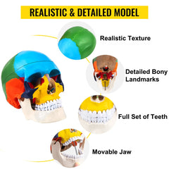 Human Skull Model, 8 Parts Brain Human Skull Anatomy, Life-Size Learning Skull with Brain, PVC Painted Human Skull Model, Labeled Anatomical Skull, for Medical Teaching, Researching and Learning