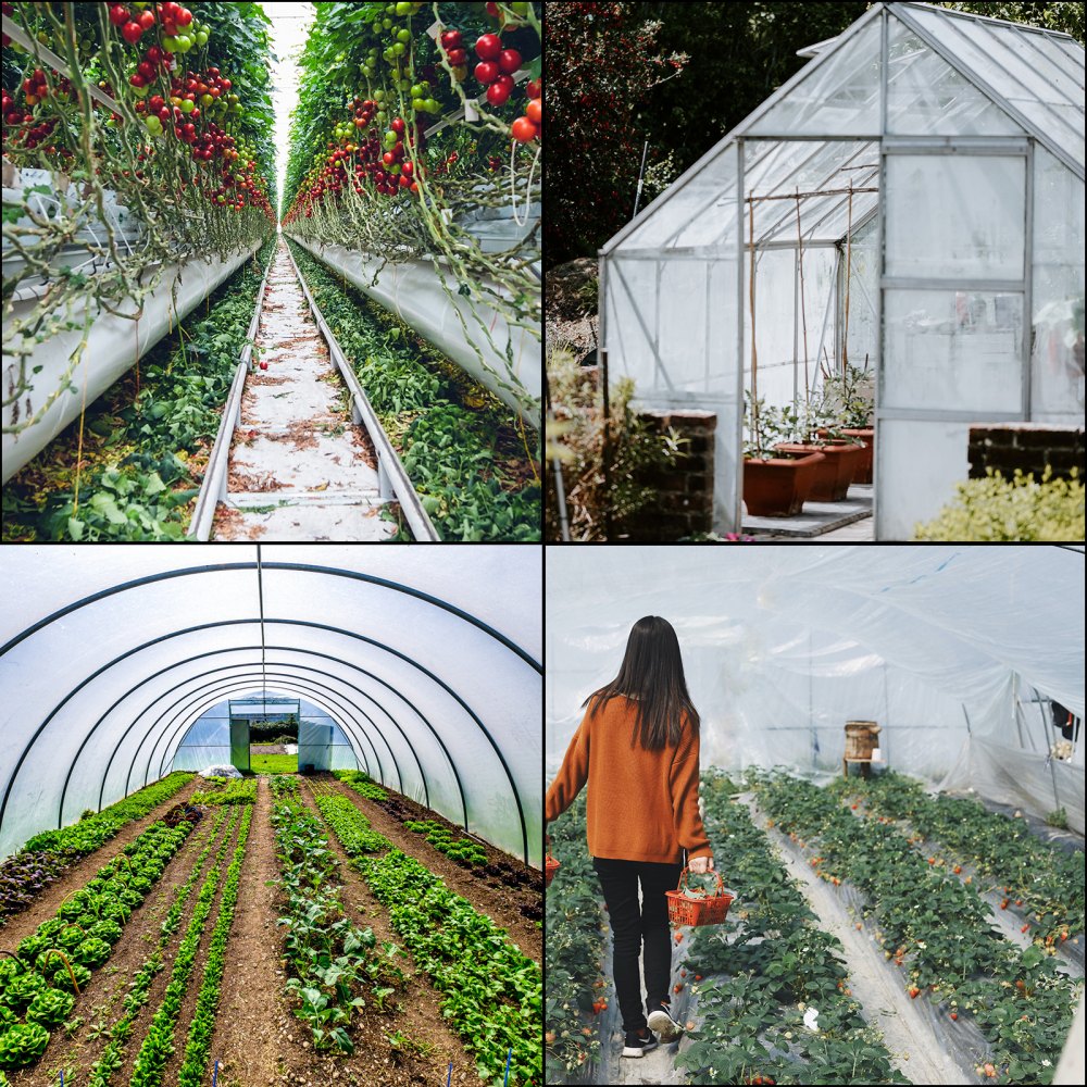 Clear 15x40 ft greenhouse polyethylene film covering tomato plants and frames in a greenhouse.
