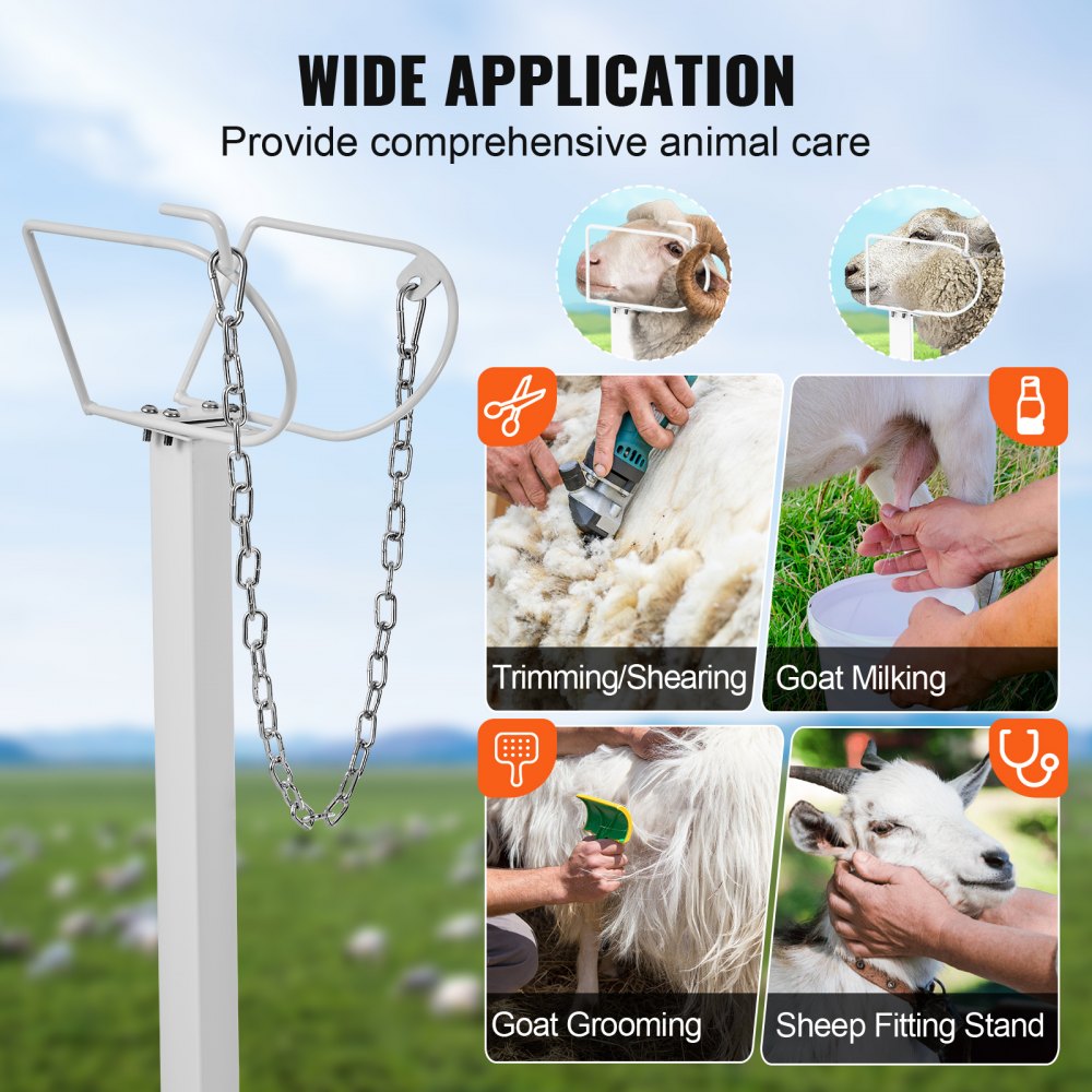 Adjustable 47x23-inch metal stand for securing goats and sheep during grooming, shearing, milking, and fitting.