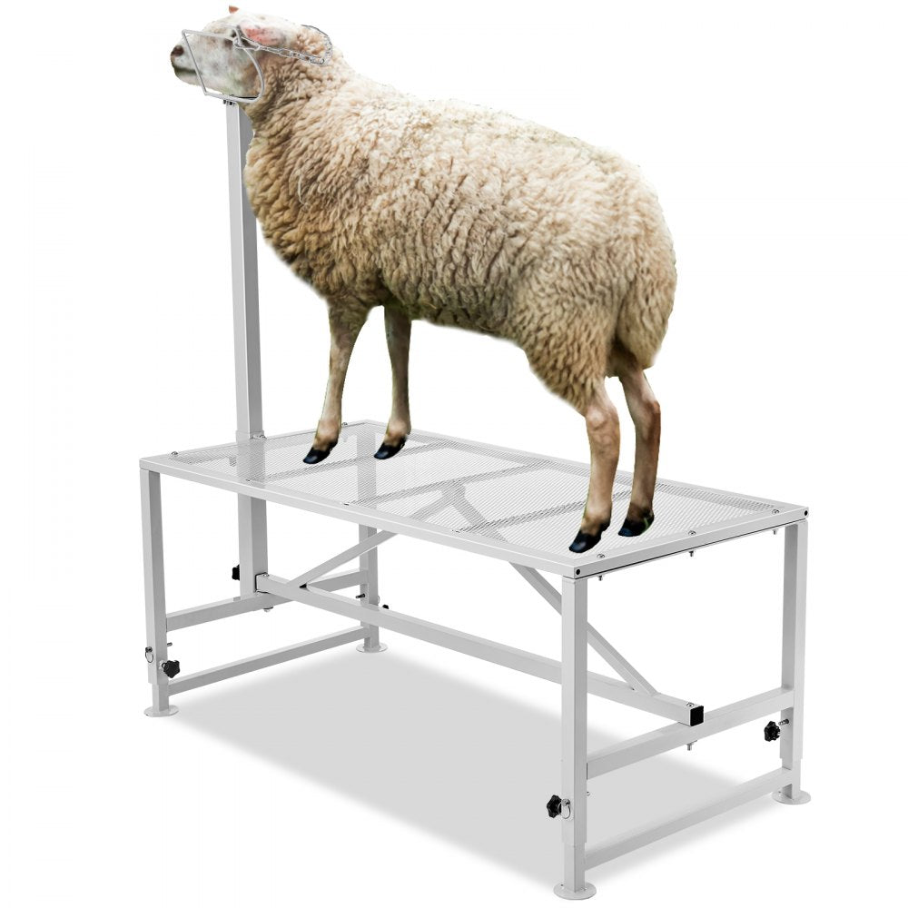 White metal adjustable livestock stand with a sheep secured on the 47x23-inch platform.